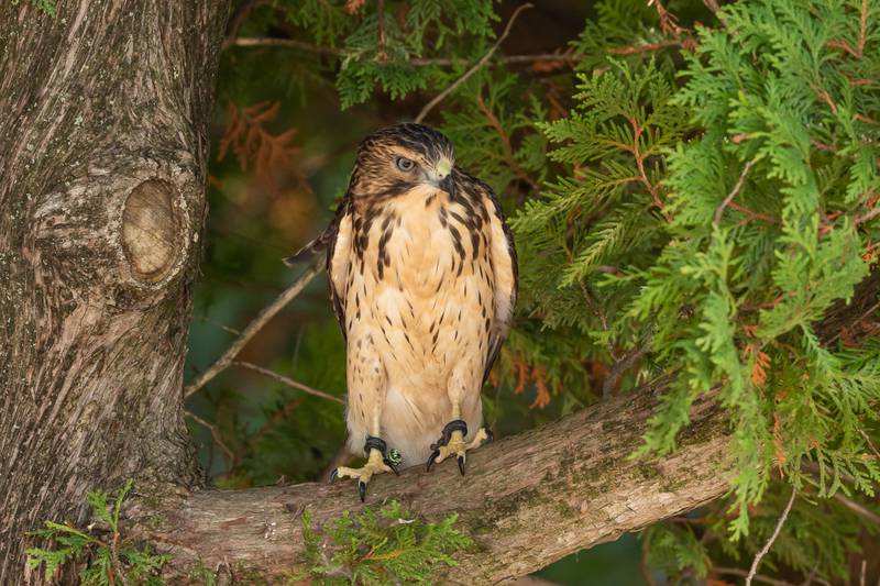 Dandy, a broad-winged hawk, will be part of live raptor presentations at the Forest Preserve District of Will County’s Migration Celebration on Saturday, May 14, 2022 at Four Rivers Environmental Education Center in Channahon.