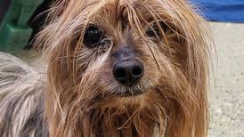 Older Yorkshire terrier loves squeaky toys, attention 