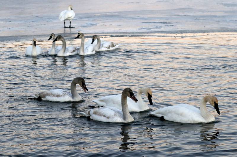 Trumpeter swans swim on Monday, Dec. 2, 2024, at Somerset Manor near Harvard. In 1985, Henri Giugni and his wife, June, brought in four pairs of native trumpeter swans and now up to 100 trumpeter swans return every winter to their Harvard-area property.