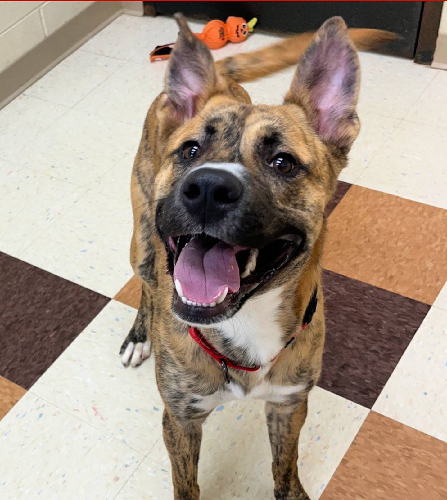 Thor is an 8-month-old shepherd mix that was recently surrendered to Joliet Township Animal Control. He’s super wiggly and has a great personality. He previously lived with children and cats and is also dog friendly. To meet Thor, call Joliet Township Animal Control at 815-725-0333.