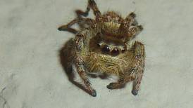 Good Natured in St. Charles: Jumping spiders exhibit teddy bear charm