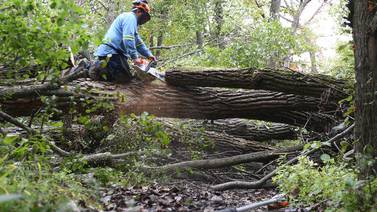 Tree topples in Huntley; road closed, 32 customers without power