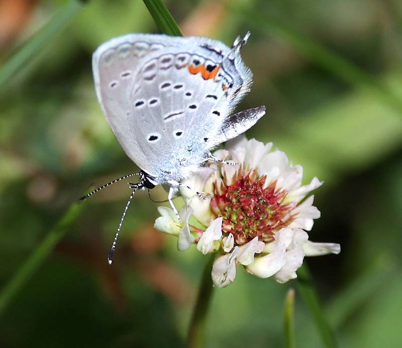 An eastern tailed blue butterfly rests on a white clover flower Friday, July 5, 2024, at Shabbona Lake State Recreation Area in Shabbona Township.