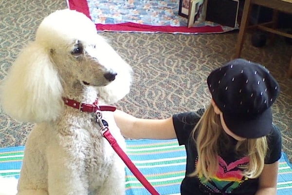Read with Paws in Yorkville pairs kids with therapy dogs