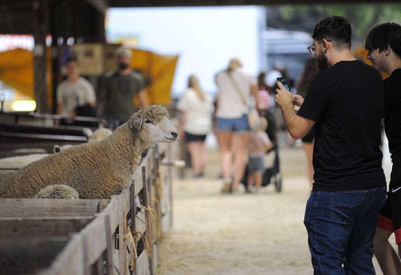 A sheep poses for a photo in the sheep barn on Thursday, Sept. 5, 2024, at the Sandwich Fair.