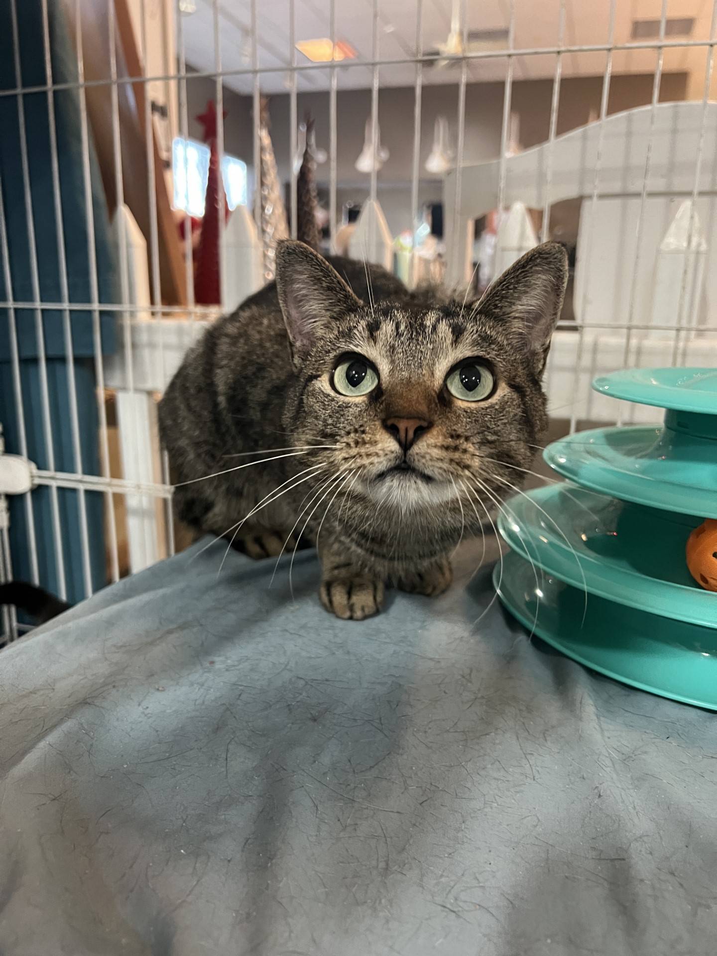 Two-year-old Miss Penny was relinquished when her owners moved to a place that did not allow pets.  She is quiet, gentle and sweet. She warms up when petted and given attention. She needs to be in a home where she feels safe and cherished. To meet Miss Penny, email Catadoptions@nawsus.org. Visit nawsus.org.
