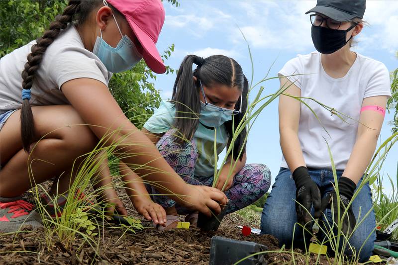 From left: Adriana Hernandez, 8, prepares to insert a plant into a hole in the ground with Alexandra Vasquez, 7, both of McHenry, as Evelyn Bustos, 17, of Harvard, supervises them Thursday, June 17, 2021, at Petersen Park in McHenry. The McHenry County Conservation District, Environmental Defenders of McHenry County, Land Conservancy of McHenry County, Woodstock Hispanic Connections, Friends of Hackmatack National Wildlife Refuge, and Small Waters Education partnered with Conversacion De Conservacion to help local Latino youth build the pollinator garden next to the pond at the park.