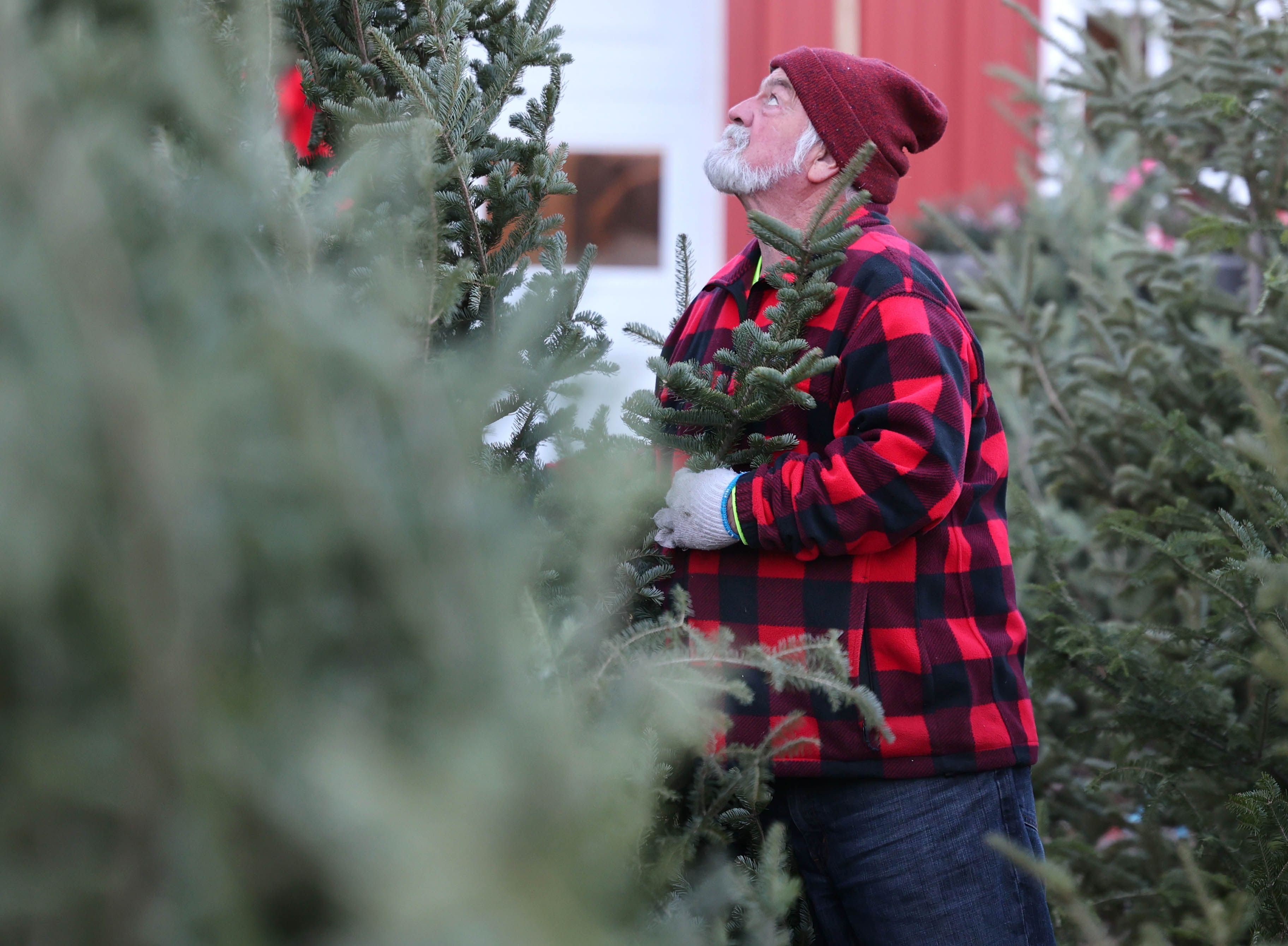 Rob Wessels, owner of Wessels' Family Farm, pulls out one of the available trees Tuesday, Dec. 12, 2023, at Wessels' Family Farm Market in DeKalb.