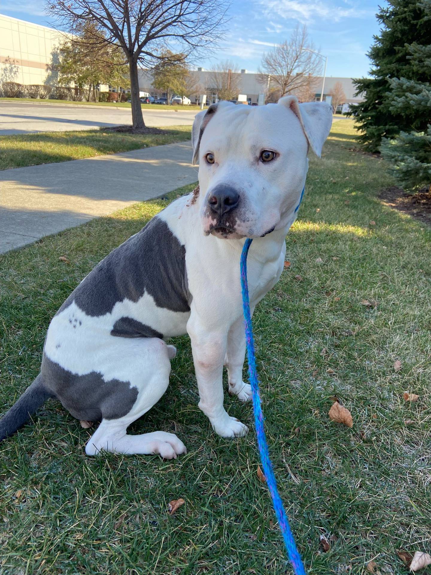 Kroll is a 4-year-old large terrier mix that was rescued from a local animal control. He is a gentle, sweet and laid-back. He is crate and potty-trained. He gets along with other dogs but prefers dogs that are laid-back like him. He loves walks, pets and attention. To meet Kroll, email Dogadoptions@nawsus.org. Visit nawsus.org.