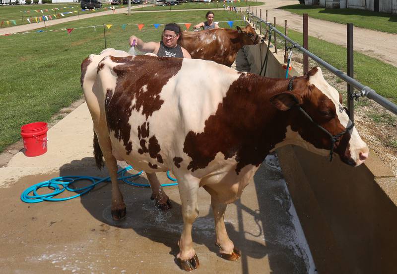 Shelby Nobs of Newark, and Samantha Flanagan of Somonauk, cleans off their cows to prepare for the cattle show on Wednesday, Aug. 20, 2025 at the Bureau County Fair in Princeton.