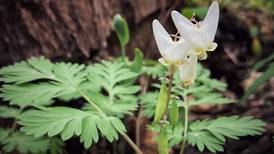 Kane Forest District program focuses on tracking spring woodland plants