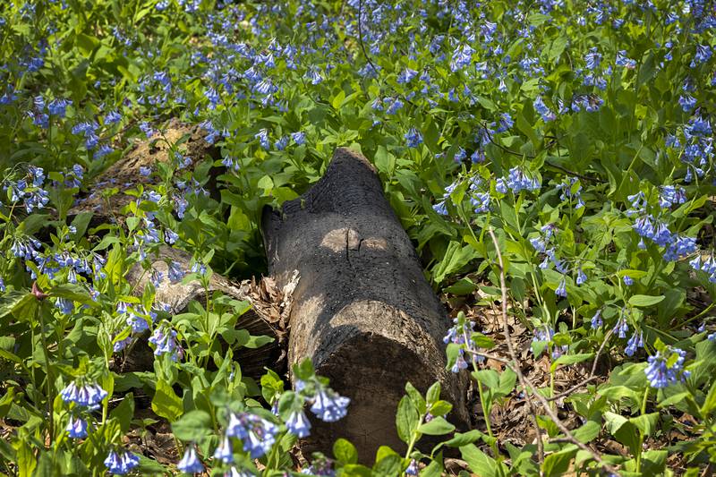 Along the way hikers will enjoy the serenity of nature and the thousands of bluebells that will have leapt from the soil.
