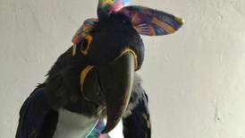 La Salle’s Royal, a hyacinth macaw, reaches round of 16 in Cadbury Bunny tryouts