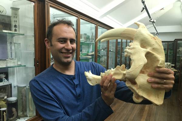 Birds are related...to dinosaurs?