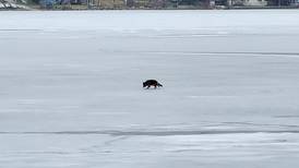 Dog wanders onto icy Wonder Lake, is rescued by fire department