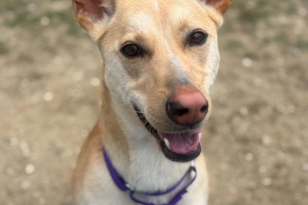 Smart, young dog would love family to play with