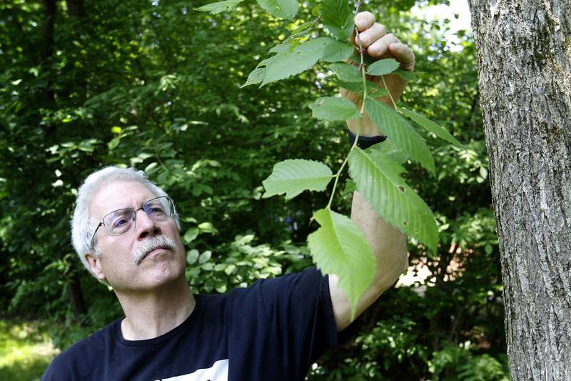 Frank Gualillo checks for Spongy Moth caterpillars on a tree  Tuesday, May 23, 2023, at his home near Marengo. Spongy Moths are infesting many trees across McHenry County, resulting in damage, death and tree cut-downs.