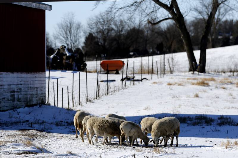 Sheep graze in the freshly fallen snow at a farm on Thursday, Jan. 24, 2025, neat Greenwood.