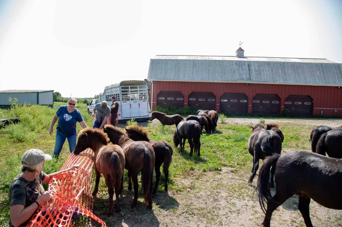 The Hooved Animal Humane Society rescued 59 ponies from a hoarding situation in August in southern Illinois.