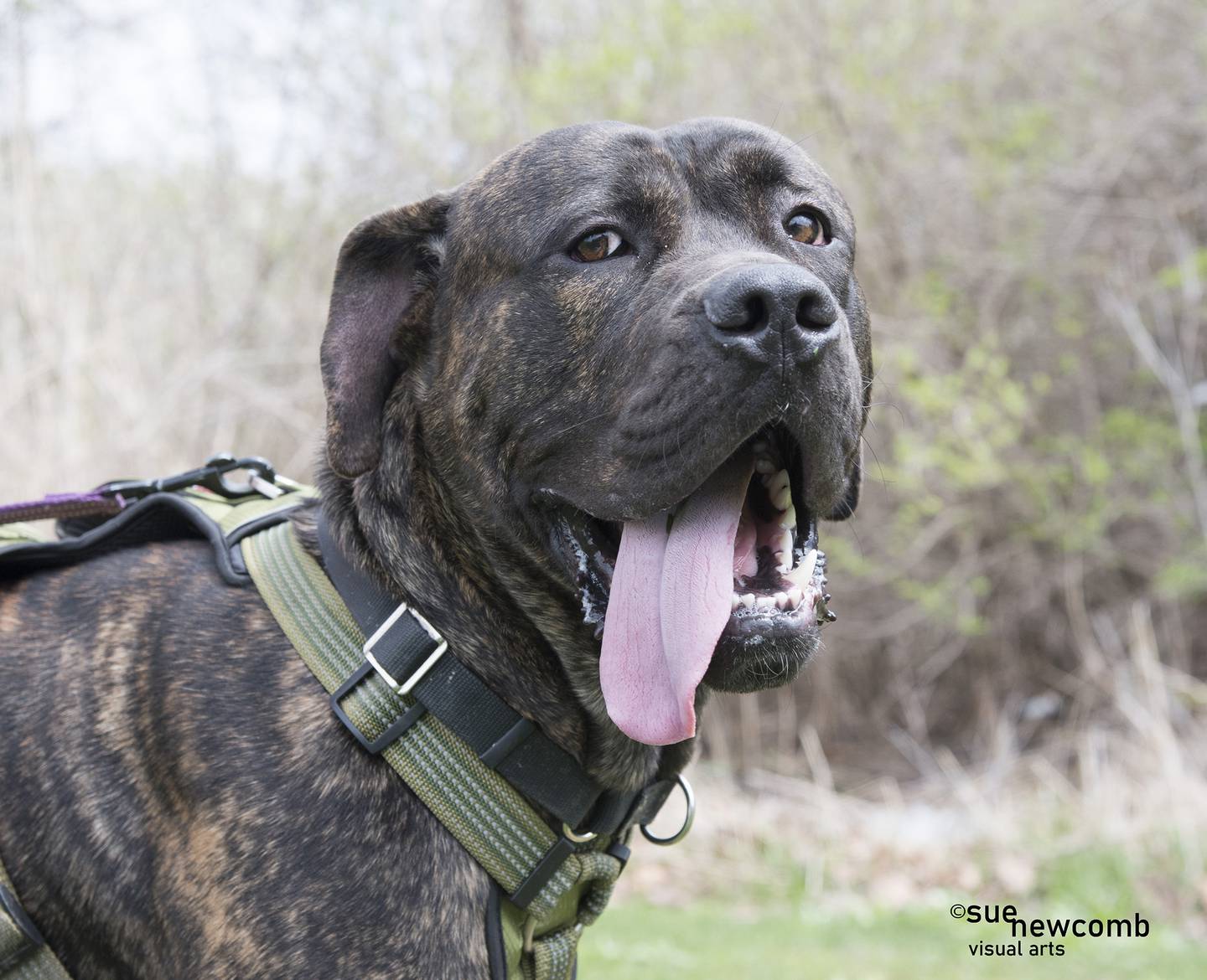 Dude is a large mastiff/cane corso mix who was found in a forest preserve. He is sweet and playful, and very strong. Dude needs a confident owner who will be able to train him to be the best Dude he can be. Contact Will County Humane Society at willcountyhumane.com and follow the instructions for the adoption process.