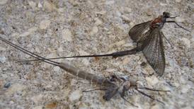 Good Natured in St. Charles: Mayfly’s unique road to fleeting adulthood