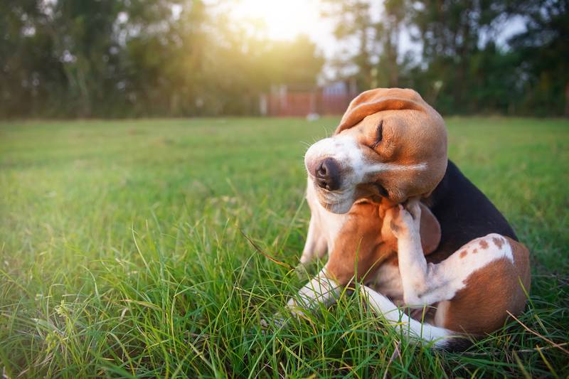 Cedar Lane Kennels - Is It Allergies? How to Recognize and Treat Allergy Symptoms in Your Dog