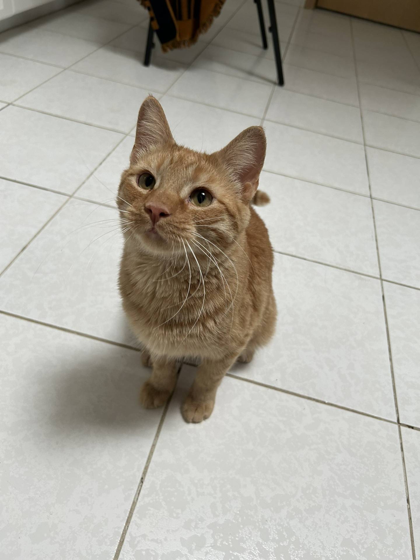 Ryan is a 1-year-old tabby kitten that had a tough start to his young life living outdoors as a stray. Luckily, he was rescued and brought indoors to safety. He was adopted and then found outdoors again. This little fellow deserves a safe, secure and loving home where he never has to worry about being homeless or let down by people again. Ryan is energetic, rambunctious, playful, sweet, active and independent. He was raised as a solo kitten, so he is still working on his social skills. To meet Ryan, email Catadoptions@nawsus.org. Visit nawsus.org.