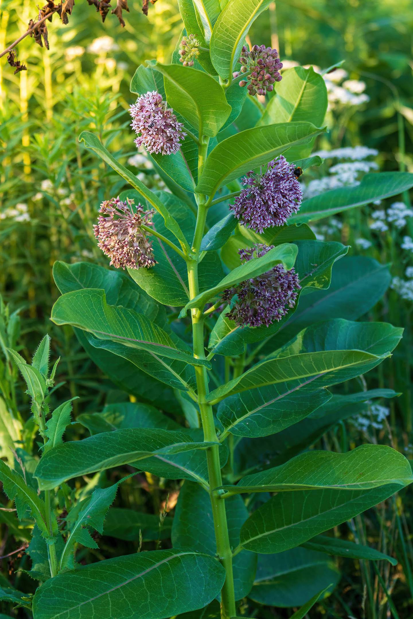 Milkweed growing from a past summer on the edges of the Tanna Farms and Mill Creek Golf Courses in Blackberry Township provides habitat for monarch butterflies, which only lay eggs on milkweed, and whose caterpillars only eat milkweed. This year, the Shodeen Group made an error when it cut down the prairie grass and wildflowers in the middle of the season. All mowing is stopped and a company official vowed it would not happen again.