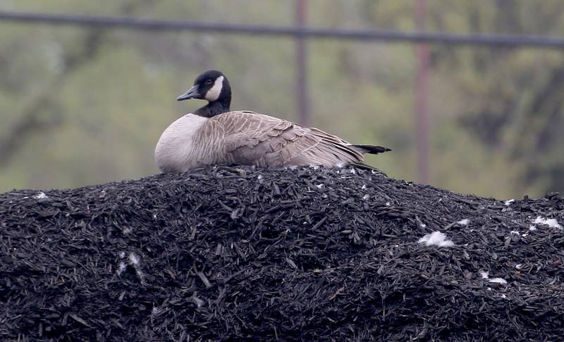 A Canadian mother goose protects her nest that she made at the top of a mulch pile in the Sullivans parking lot on Tuesday, April 23, 2024 in Princeton. The goose has been there about two weeks. “Its not common for geese and ducks to lay their eggs in the open where they can see predators coming such as an open yard, parking lot like that,” said Lisa Sons, Starved Rock Natural Resource Coordinator. “Geese can be very protective of their nests and removing the eggs will cause the goose to not recognize them in a new location, therefore abandoning the nest.” It takes about 28-35 days for the eggs to hatch. Canadian geese are protected under the Migratory Bird Act. Sullivans has suspended it’s black mulch service until the goslings leave the nest.