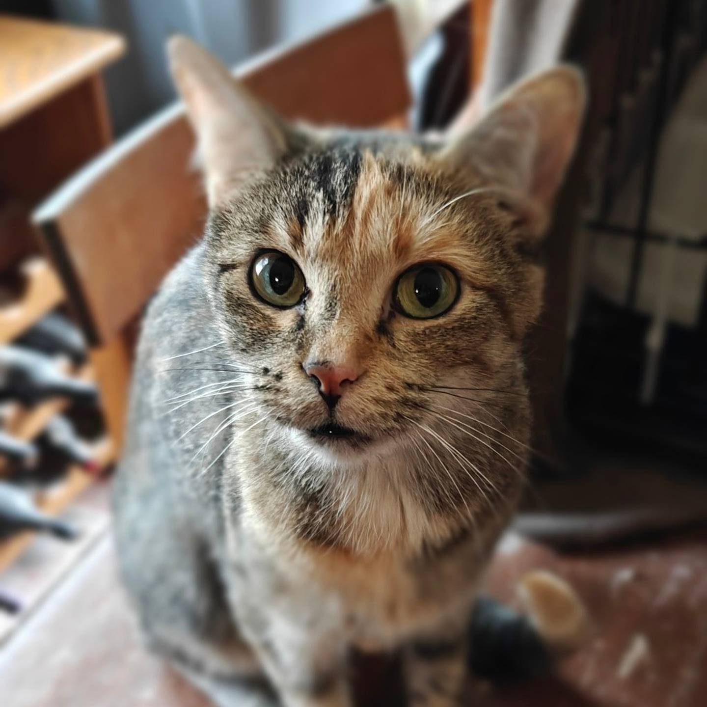 Persephone is affectionate, sweet, social, and hilariously dramatic. She lives for tummy scratches - so much so that she throws her paws in the air like she’s on a roller coaster. Persephone is a loyal little shadow who will follow people from room to room and never refuse a snuggle session. She loves other other cats and is currently glued to her feline buddy, so the ideal home has another cat-friendly companion.  To meet Persephone, visit thekittysquad.com/adoptables.