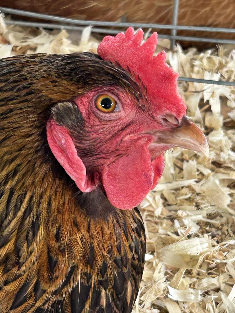 A hen owned by Jenna Heller of the Grand Detour Greens 4-H Club sits in her cage at the Ogle County 4-H Fair in Oregon on Thursday, July 31, 2025.