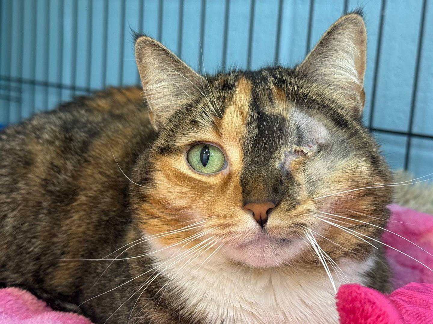 Koda is a gorgeous 7-year-old tabico who was surrendered. Koda had an enlarged eye when she arrived at the humane society and a veterinarian decided the eye should be removed due to a rare type of glaucoma, which could potentially attack her remaining eye, too. Koda needs a comfortable home that’s welcoming of a special needs kitty. Contact the Will County Humane Society at willcountyhumane.com and follow the instructions for the adoption process.