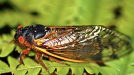 Rare dual emergence of cicadas has some people buzzing: ‘We think it’s a big deal’