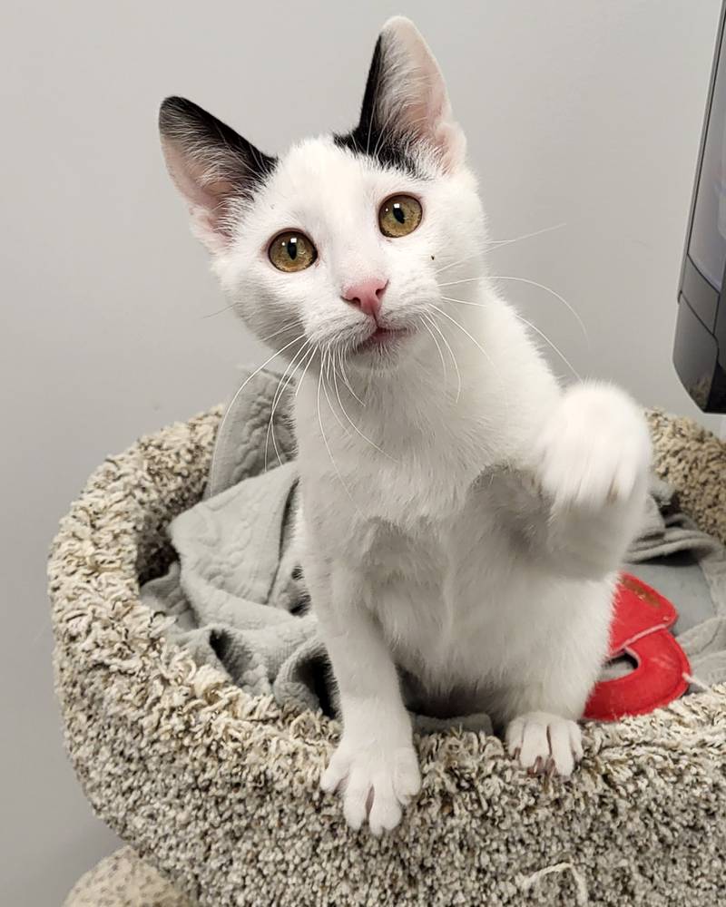 Rem is Save-A-Pet's pet of the week for March 20, 2025.