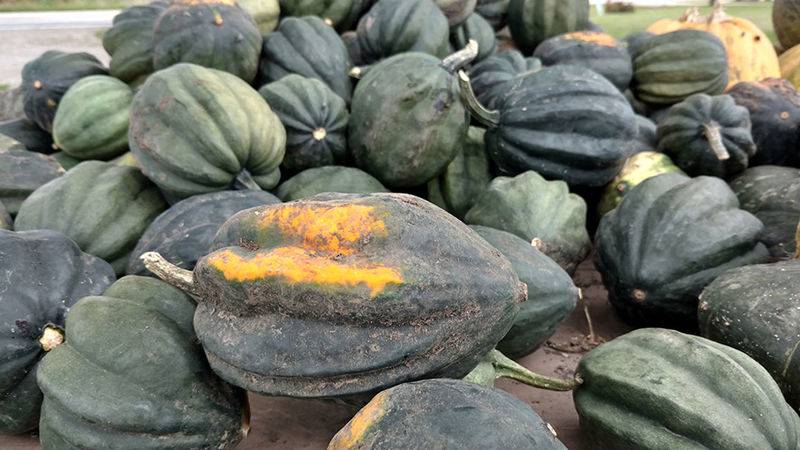 Acorn squash harvested nearly a month sooner than expected lacks a bit in flavor, but provides plenty of flesh for roasting up and topping with butter and brown sugar, or covering in marinara and melted cheese.
