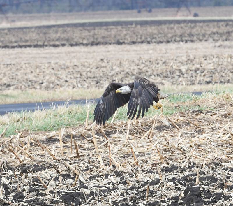 A mature bald eagle flies over a field. Eagles can be seen along the Rock River and in nearby fields as they forage for food.