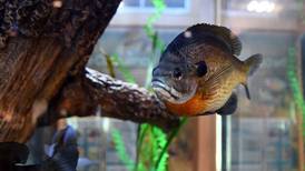 Will County forest preserves offer aquarium tours, kayaking rescues, Potawatomi art
