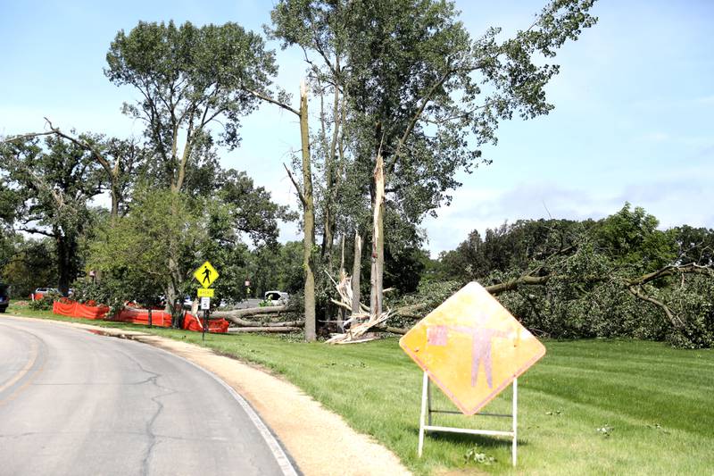 A large tree on the Sugar Grove campus of Waubonsee Community College following a storm the evening of Monday, July 15, 2024.