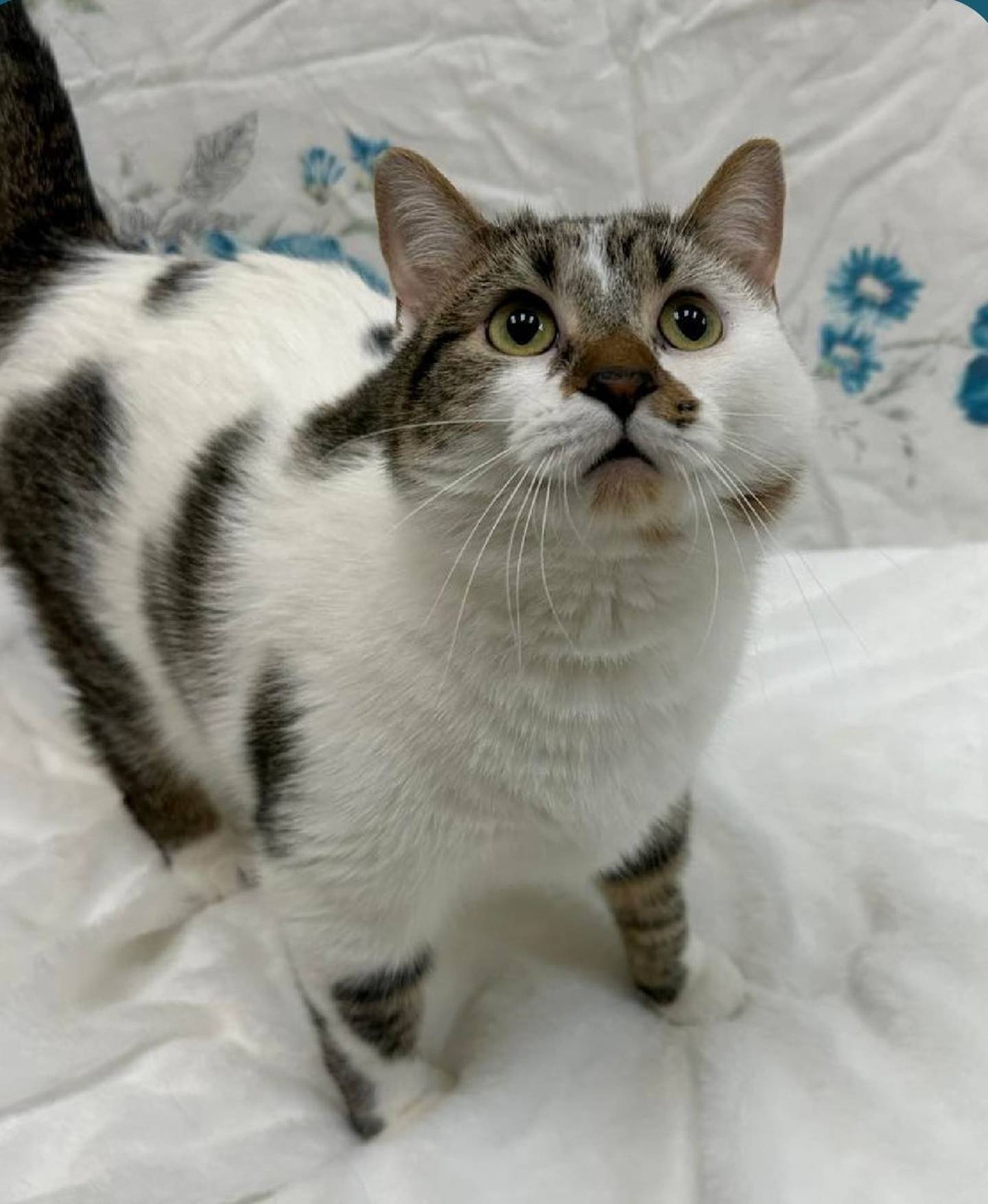 Cullen is gentle and sweet. He is shy at first but when he warms up, he like to “talk” and will head bump for pets. He doesn’t like being picked up but will run against legs for affection. Cullen needs a child-free home with no dogs. To meet Cullen, call Joliet Township Animal Control at 815-725-0333.