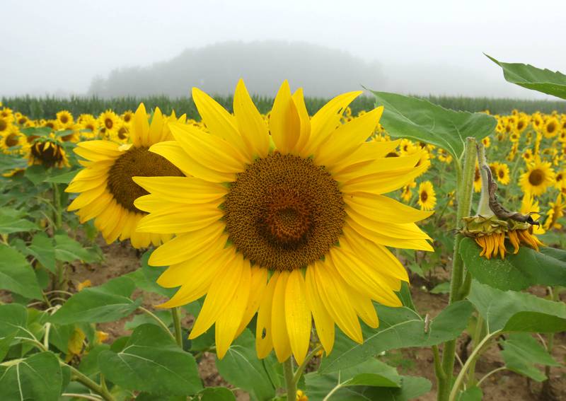 Fog shrouds trees in the distance as a sunflower blooms in a field Monday, July 22, 2024, at Shabbona Lake State Recreation Area in Shabbona Township.