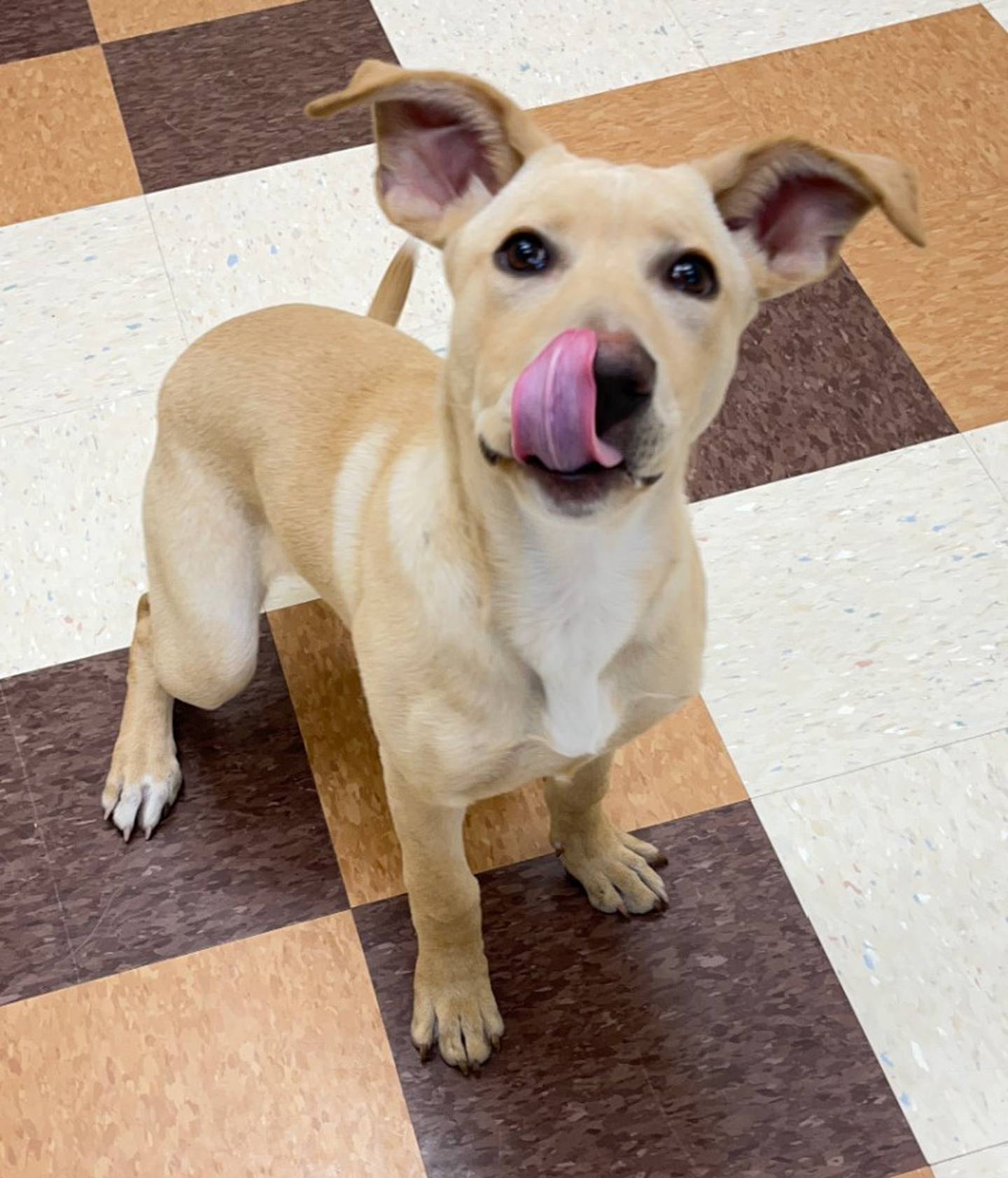 Four-month-old Curry is a shepherd/Labrador mix. She does well with cats and dogs that can handle her high spirits. Curry needs a family with children or someone that can exercise her mentally and physically: long walks, training courses and lots of playtime. Visit Curry at Joliet Township Animal Control or call 815-725-0333.