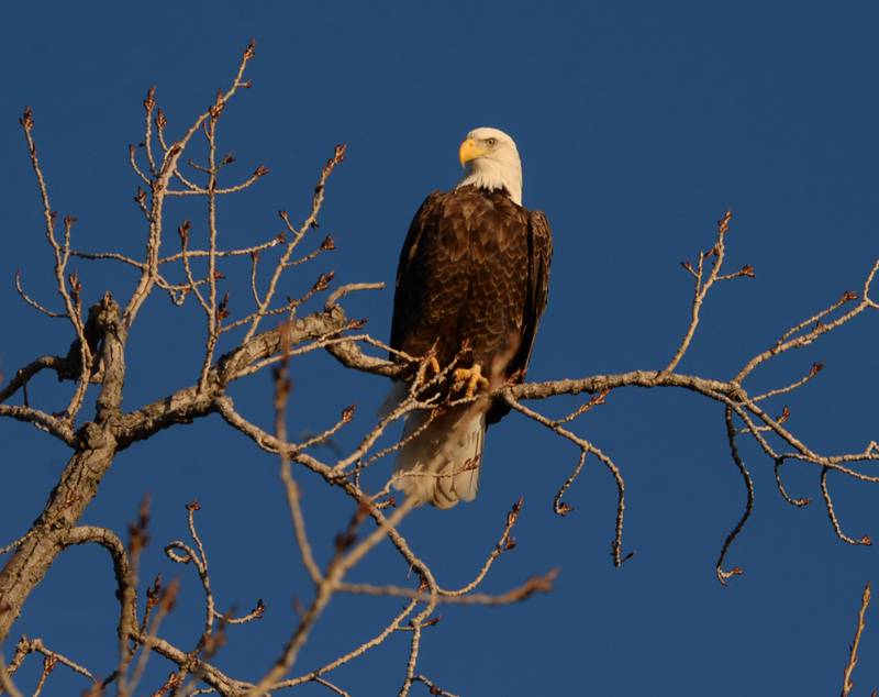 A mature bald eagle watches from a tree at Lock & Dam 13, north of Fulton, on Saturday, March 8, 2025. Eagles, gulls, pelicans, ducks, and geese could be seen in the area as temperatures climbed into the 50-degree mark during the day.