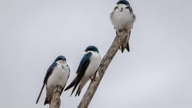 Good Natured in St. Charles: Tree swallows return with aerial acrobatics