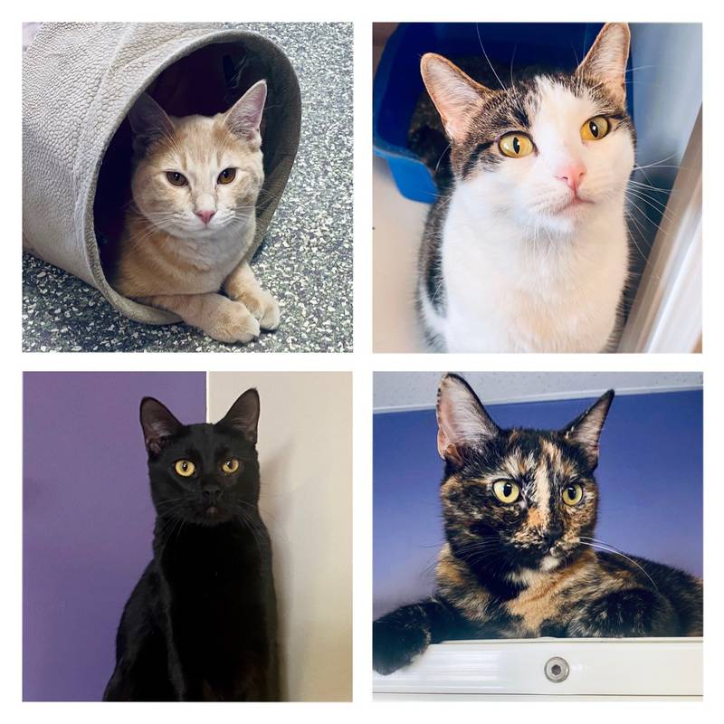 The Morris Herald-News presents this week’s Pets of the Week.