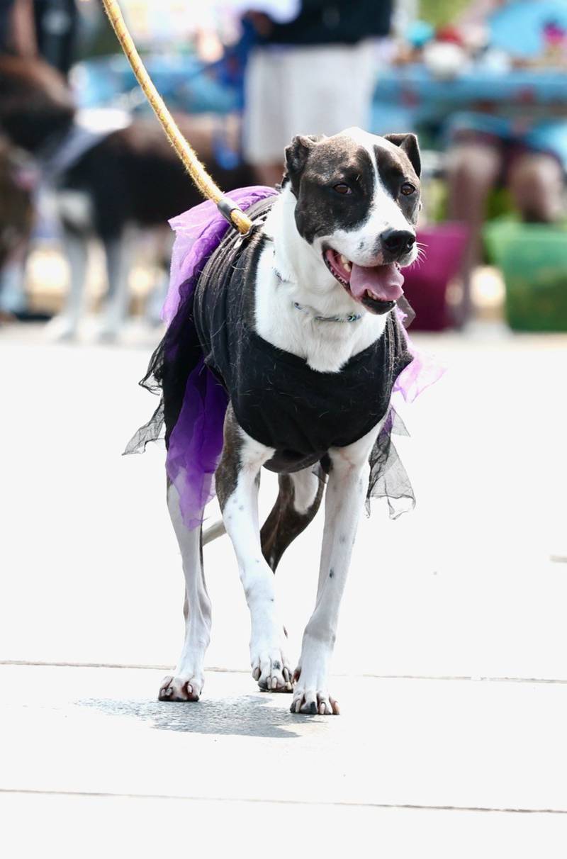 Greenfield Retirement Home in Princeton hosted a Paws on Park Avenue to entertain its residents on Saturday, May 31.