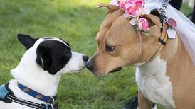 66 canine couples get married (yes, really) at Cougars’ ballpark for a good cause