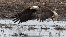 Photos: A bald eagle visits a soggy DeKalb field