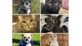 Will County Pets of the Week: Sept. 1, 2025
