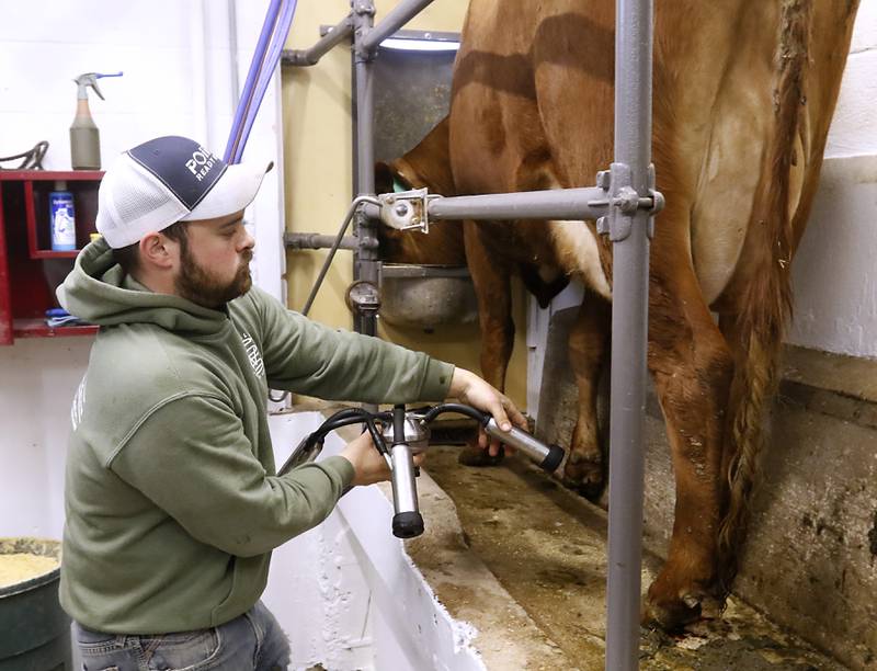 Grant DeYoung, of Bull Valley Farms, milks one of the farm’s herd of cows on Friday, March 10, 2023. The farm recently started bottling their own milk under the Cow Valley Creamery label.
