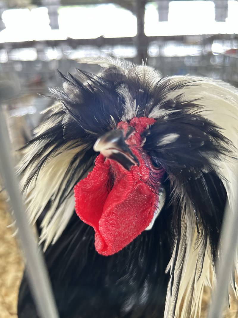 A chicken owned by Luke Rasmussen of the Ogle Jolly 4-H Club watches the action at the Ogle County 4-H Fair in Oregon on Thursday, July 31, 2025.